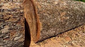 Tamarind Wood